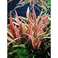 Tropica - Cryptocoryne undulatus Red 1-2 Grow ! - Planta de acuario viva